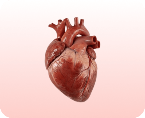 Heart