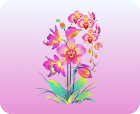 Phalaenopsis orchid