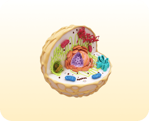 Animal cells